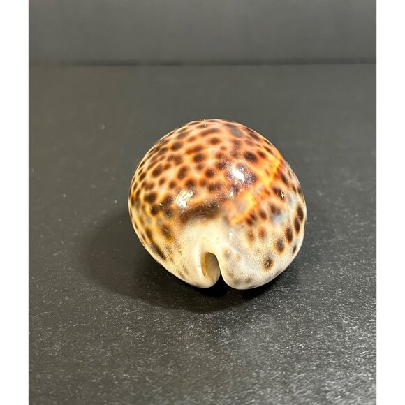 Vintage Tiger Cowrie Shell Cypraea Tigris Spotted Seashell Nautical Beach Decor - Picture 5 of 8
